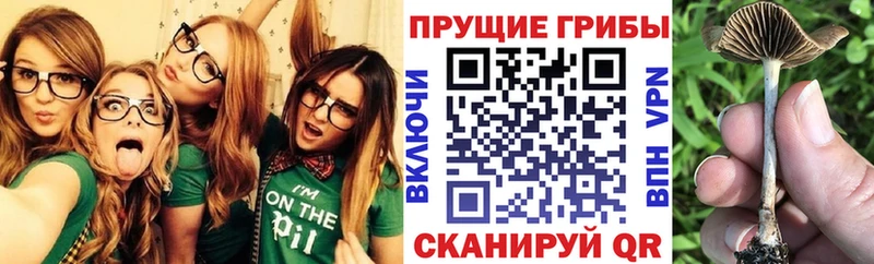 Галлюциногенные грибы Psilocybe  Симферополь 